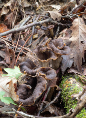 Craterellus cornucopioides edible mushrooms almost invisible hiding in fallen leaves. Aka Horn of plenty, black chanterelle, black trumpet etc.