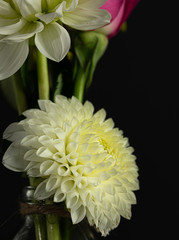 Dahlia. Flower. Single Flower. Daisy. Family. Flower Head