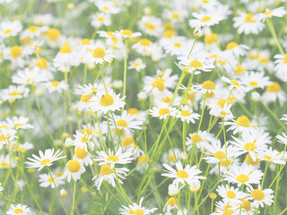 Field daisies background, chamomile