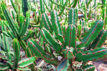 A Bush of cactus. Green cactus background.