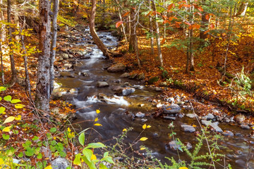 autumn in the park