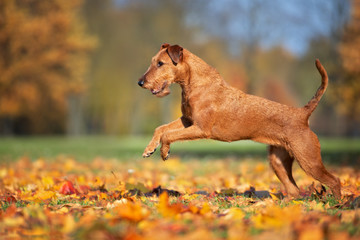happy irish terrier dog running outdoors in autumn
