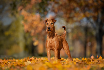 beautiful irish terrier dog posing outdoors in autumn