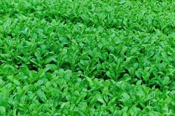 Green radish leaf plants in growth at vegetable garden