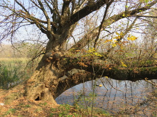 Carska bara Nature reserve Zrenjanin Serbia tree