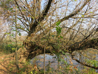 Carska bara Nature reserve Zrenjanin Serbia landscape in the autumn