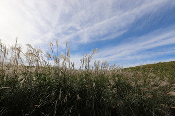 Fototapeta premium 曽爾高原のすすき