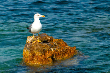 lonely seagull sits on a stone