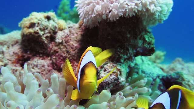 Nemo clown fish in the anemone on the colorful healthy coral reef. Anemonefish nemo couple swimming underwater. Red Sea 4K
