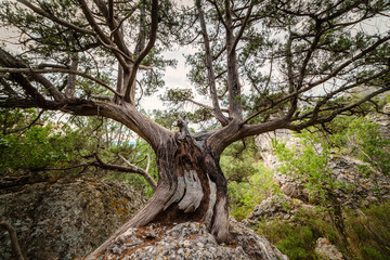Old juniper on a stone