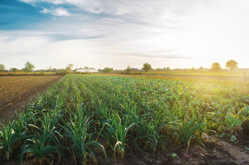 Leek plantations in the bright sunny day. Growing organic vegetables. Eco-friendly products. Agriculture and farming. Agribusiness. Plantation cultivation. Selective focus