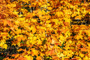 Ahornbäume strahlen golden im Herbst