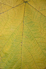 Naklejka na ściany i meble yellow leaf texture