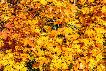 Ahornbäume strahlen golden im Herbstlicht