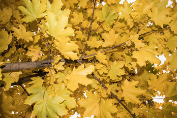 yellow foliage
