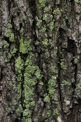 tree bark