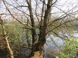 Carska bara Zrenjanin Serbia Nature Reserve Wildlife Sanctuary tree