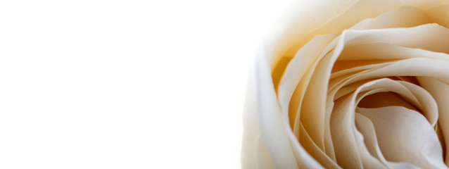 White rose as background