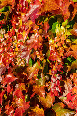 Buntes Weinlaub leuchtet in der Herbstsonne