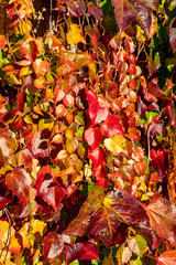Weinlaub strahlt bunt in der Herbstsonne