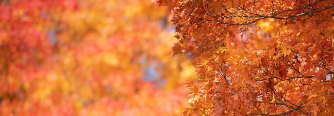 Autumn Red Maple Leaves with copy space background.