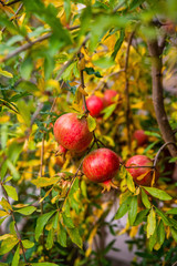 Ripe pomegranates on the branches in the garden