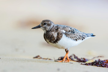 Arenaria interpres or Ruddy turnstone The bird is walking along the beach ..