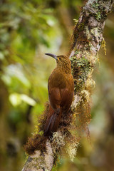 Xiphocolaptes promeropirhynchus, Strong-billed woodcreeper The bird is perched on the tree trunk in nice natural wildlife environment of Ecuador..