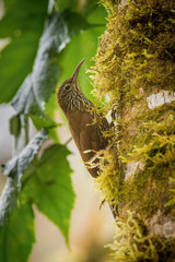 Lepidocolaptes lacrymiger, Montane woodcreeper The bird is perched on the tree trunk in nice natural wildlife environment of Ecuador