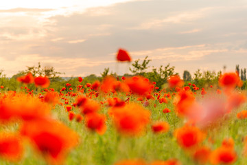 Booming poppies in a field on sunset