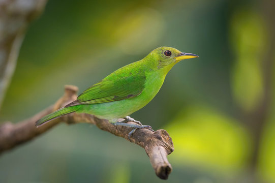 The Green Honeycreeper, Chlorophanes spiza is sitting on the branch in green backgound, amazing blue colored bird, Trinidad