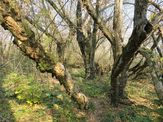 Carska bara Nature reserve Zrenjanin Serbia landscape in the autumn