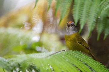 Basileuterus fraseri, Grey-and-gold warbler The bird is perched on the branch in nice wildlife natural environment of Ecuador..
