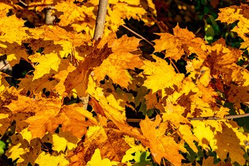 Ahornblätter strahlen golden im Herbstlicht