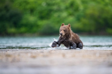 Obraz premium The&nbsp;young Kamchatka&nbsp;brown&nbsp;bear, Ursus arctos beringianus catches salmons at Kuril Lake in Kamchatka, running and playing in the water, action picture