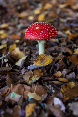 Red mushroom in the autumn season