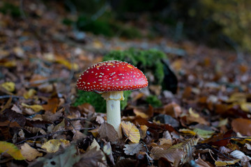 Red mushroom in the autumn season