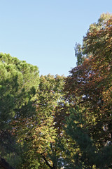 Trees with branches and autumn leaves