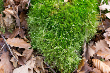green moss