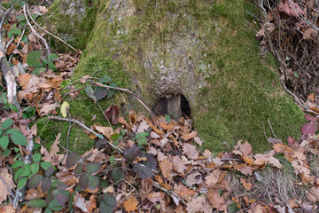 leprechaun hole in tree