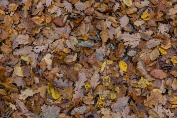 brown and yellow autumn leaves on the ground