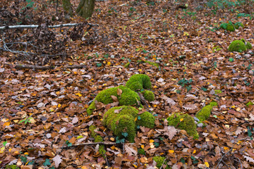 green moss on rocks and trees