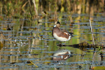 American Wigeon duck