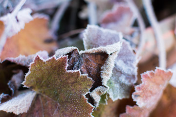 frost on leaves