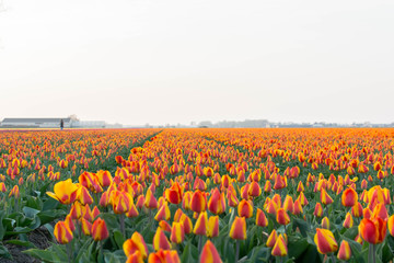 field of orange tulips in the netherlands