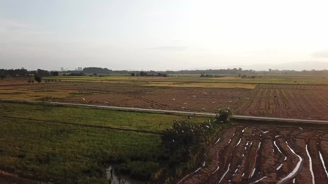 Flock of egret birds in flight over paddy field at Kubang Semang, Penang.