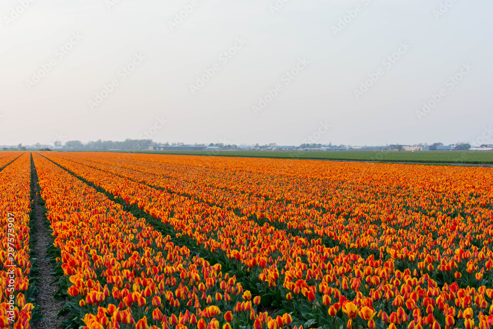 Wall mural field of orange tulips