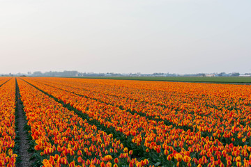 field of orange tulips
