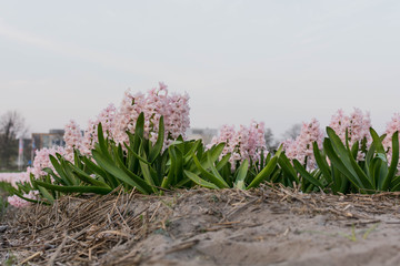 field with hyacinth in the netherlands