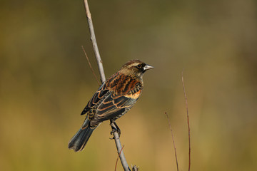 Red winged Blackbird female